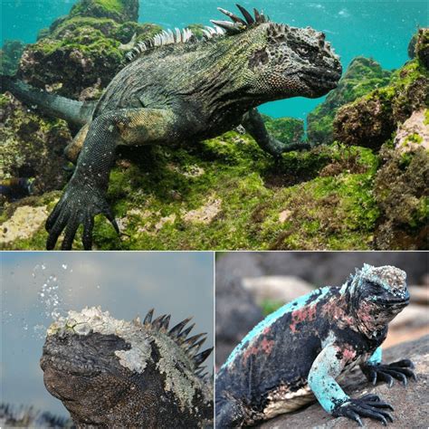 The marine iguana is the only ocean.